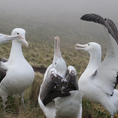 Albatrosses_Sub_Antarctic_Islands_©_Heritage_Expeditions