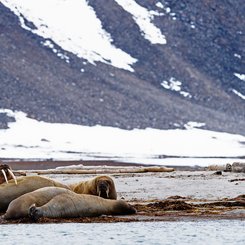 Arctic_Ocean_Atlantic_Svalbald_Walrus_©_Nicky_Souness_Quark_Expeditions