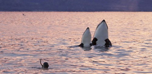 Norwegen_Orca_©_Northern_Explorers