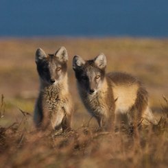 Polar_Fox_Wrangel_Island_©_K_Ovsyanikova_Heritage_Expeditions