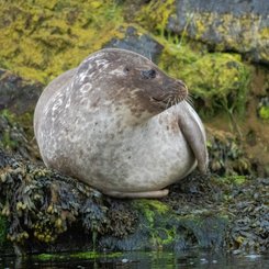 Robbe_Shetland_Inseln_©_Martin_Zwick_Naturfotografie
