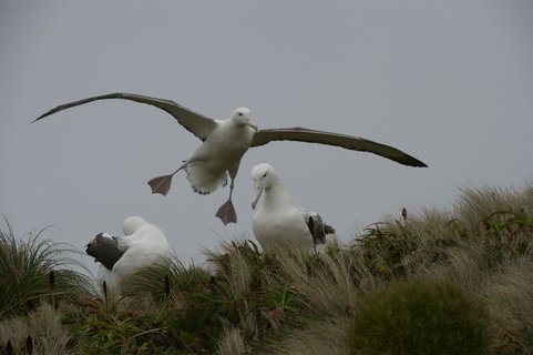 Ross_Sea_Southern_Royal_Albatross_©_Fred_van_Olphen_Oceanwide_Expeditions