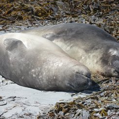 Suedliche_See_Elefanten_Sea_Lion_Falkland_©_Juergen_Stock_Auf_Kurs_Inselreisen