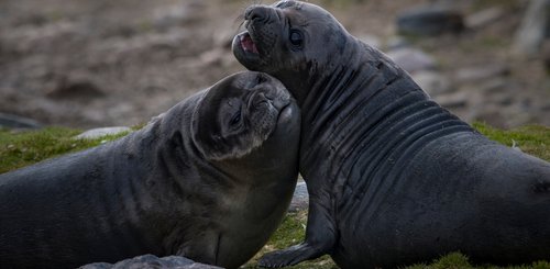 South_Georgia_Sea_Elephants_©_Rodrigo_Moraga_Antarctica21