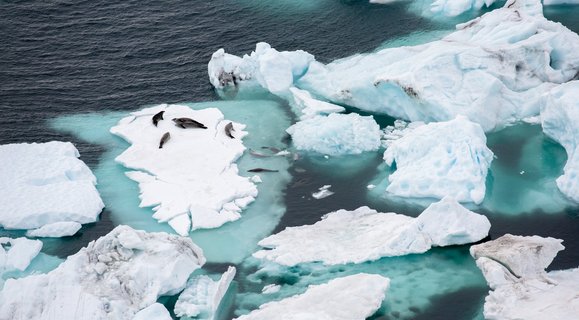 Crabeater_Seals_on_floating_ice_Devil_Island_Weddell_Sea_Antarctica_©_Aurora_Expeditons_Michael_Baynes