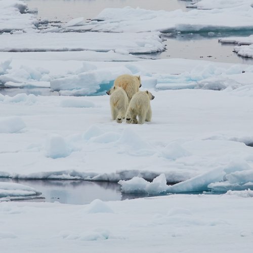 Polar_Bears_Spitsbergen_©_Markus_Eichenberger_Oceanwide_Expeditions