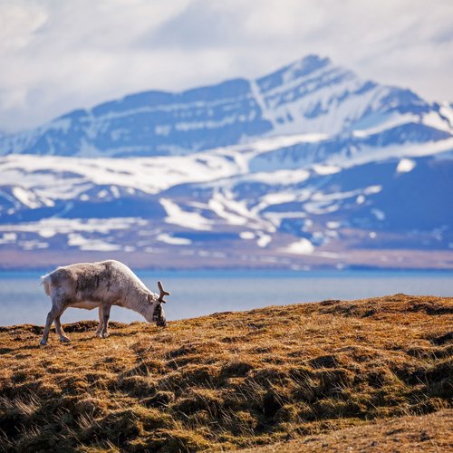 Svalbard_Reindeer_©_Acacia_Johnson_Quark_Expeditions
