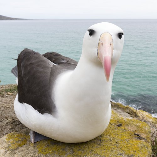 Schwarzbrauenalbatros_Falkland_Inseln_2017_©_Martin_Zwick_Naturfoto