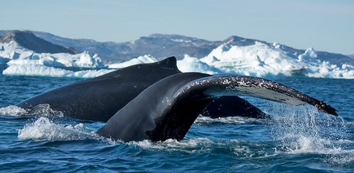 Whales_Fjord_Greenland_©_Sven_Gust_Northern_Explorers