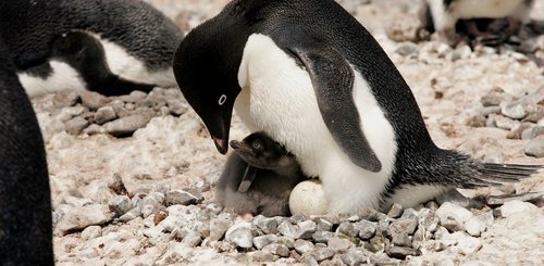 Adelie_Penguins_Antarctica_©_Claudio_Suter_Antarpply_Expeditions