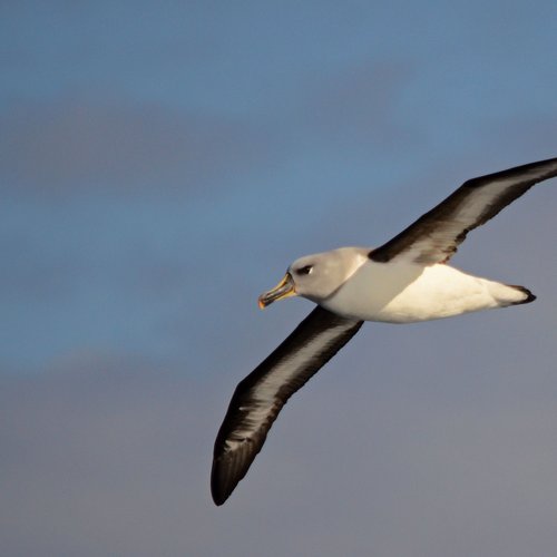 Grey_Headed_Albatros_Antarctica_©_Antarpply_Expeditions