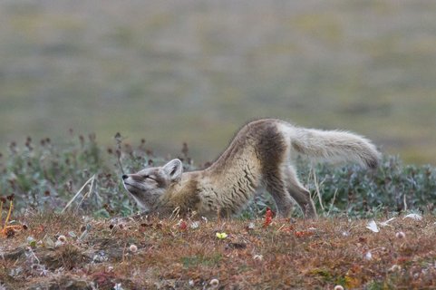 Polar_Fox_Wrangel_Island_©_K_Ovsyanikova_Heritage_Expeditions
