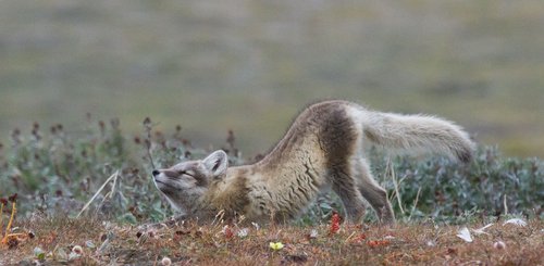 Polar_Fox_Wrangel_Island_©_K_Ovsyanikova_Heritage_Expeditions