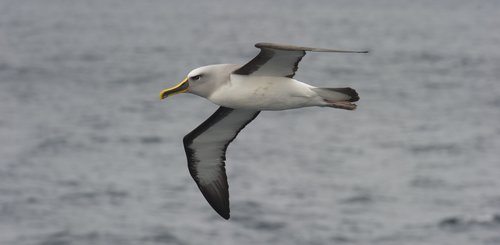 Grey_Headed_Albatross_©_Fred_van_Olphen_Oceanwide_Expeditions