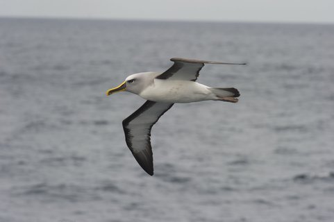Grey_Headed_Albatross_©_Fred_van_Olphen_Oceanwide_Expeditions