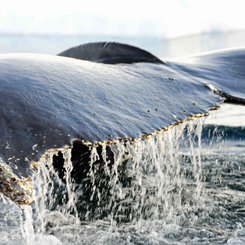 Humback_Whale_Wilhelmina_Bay_Antarctica_©_Gary_Miller_Oceanwide_Expeditions