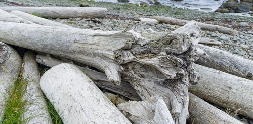 Kueste mit Treibholz aus Sibirien am Bjarnarfjoerdur. Die Westfjorde (Vestfirdir) von Island_©_Martin_Zwick_Naturfoto