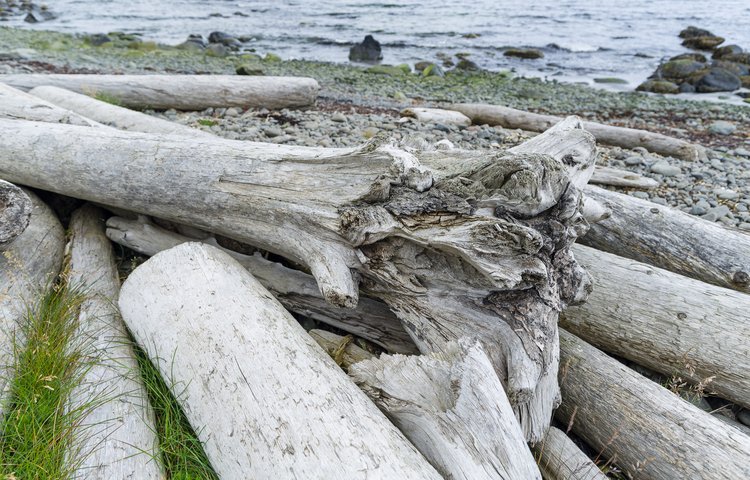 Kueste mit Treibholz aus Sibirien am Bjarnarfjoerdur. Die Westfjorde (Vestfirdir) von Island_©_Martin_Zwick_Naturfoto