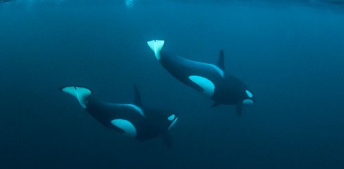 Norwegen_Orca_©_Northern_Explorers