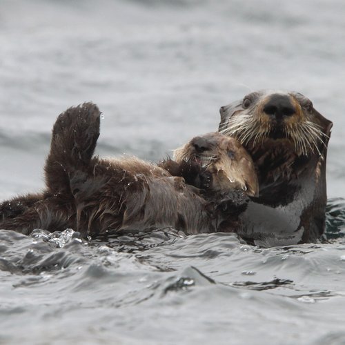 Russias_Ring_of_Fire_Sea_Otter_©_A_Riley_Heritage_Expeditions