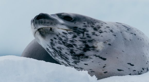 Weddell_Seal_Paradise_Harbour_Antarctica_©_Aurora_Expeditons_Matt_Horspool