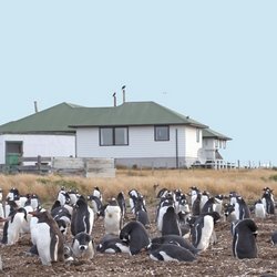Eselspinguine_Sea_Lion_Lodge_Falkland_©_Sea_Lion_Lodge