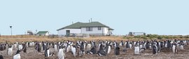 Eselspinguine_Sea_Lion_Lodge_Falkland_©_Sea_Lion_Lodge