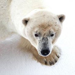 Polar_Bear_©_Samantha_Crimmin_Quark_Expeditions