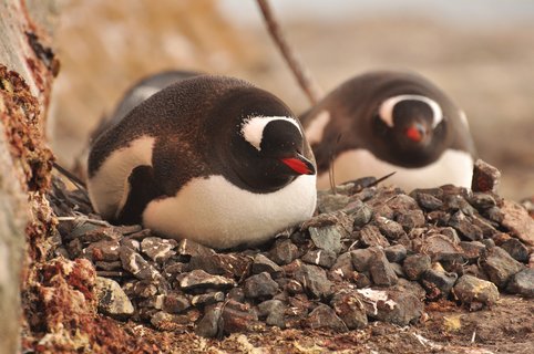 Gentoo_Penguin_Antarctica_©_Antarpply_Expeditions