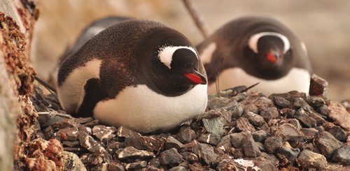 Gentoo_Penguin_Antarctica_©_Antarpply_Expeditions