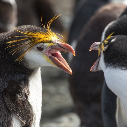 Royal_Penguins_Sandy_Bay_Macquarie_Island_©_Rolf_Stange_Oceanwide_Expeditions
