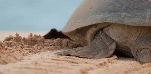 Green_Turtle_Ascension_Island_Atlantic_Odyssey_©_Troels_Jacobsen_Oceanwide_Exeditions