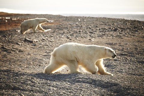 Polar_Bear_Wrangel_Island_©_E_Bell_Heritage_Expeditions