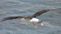 Schwarzbrauenalbatros_Saunders_Sea_Lion_Falkland_©_Juergen_Stock_Auf_Kurs_Inselreisen