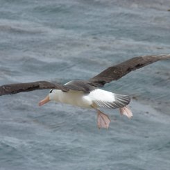 Schwarzbrauenalbatros_Saunders_Sea_Lion_Falkland_©_Juergen_Stock_Auf_Kurs_Inselreisen