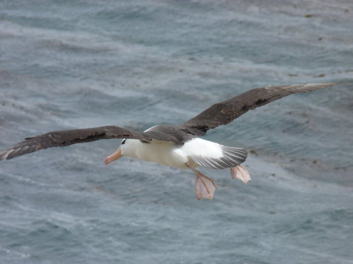 Schwarzbrauenalbatros_Saunders_Sea_Lion_Falkland_©_Juergen_Stock_Auf_Kurs_Inselreisen