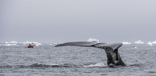 East_Greenland_Whale_©_Sergey_Dolya_Poseidon_Expeditions