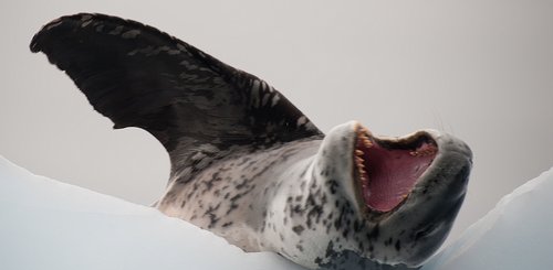 Leopard_Seal_Antarctic_©_Erwin_Vermeulen_Oceanwide_Expeditions