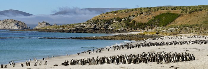 Magellanic_Penguins_Falkland_Islands_©_Werner_Thiele_Oceanwide_Expeditions