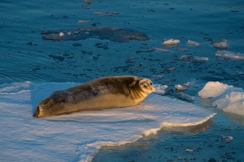 Seal_Around_Spitsbergen_Kvitoya_©_Zoutfotografie_Oceanwide_Expeditions