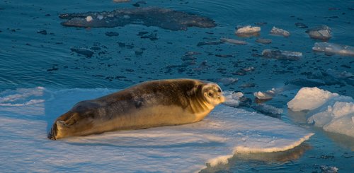 Seal_Around_Spitsbergen_Kvitoya_©_Zoutfotografie_Oceanwide_Expeditions