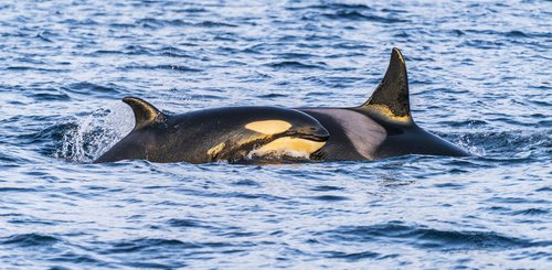 Norwegen_Orca_©_Northern_Explorers