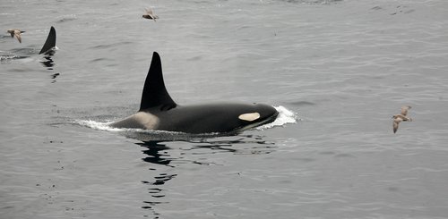 Orca_Kamchatka_Kuril_Islands_©_Peter_Juliff_Aurora_Expeditions