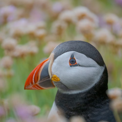 Puffin_Shetland_Inseln_©_Martin_Zwick_Naturfotografie