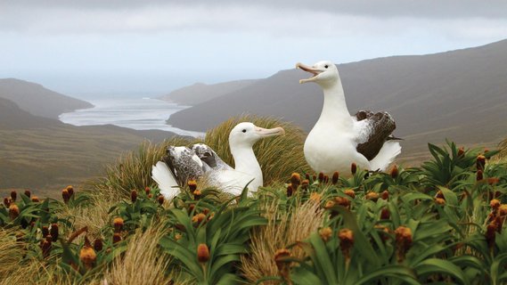 Albatrosses_Sub_Antarctic_Islands_©_E_Bell_Heritage_Expeditions