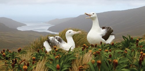 Albatrosses_Sub_Antarctic_Islands_©_E_Bell_Heritage_Expeditions