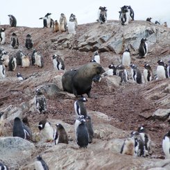 Gentoo_Penguins_Fur_Seal_Antarctica_©_Jamie_Scherbeijn_Oceanwide_Expeditions