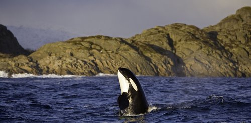 Norwegen_Orca_©_Northern_Explorers