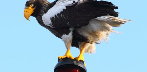 Russias_Ring_of_Fire_Stellers_Sea_Eagle_©_A_Riley_Heritage_Expeditions