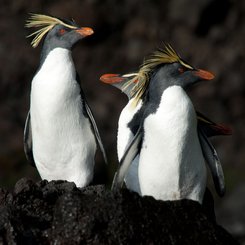 Northern_Rockhopper_Tristan_da_Cunha_Atlantic_Odyssey_©_Erwin_Vermeulen_Oceanwide_Expeditions